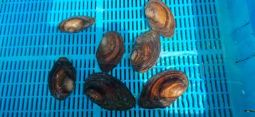 Vijver mossel  beschikbaar voor biedingen