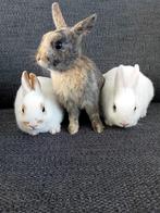 3 Lieven konijnen zoeken een nieuw huisje, Dieren en Toebehoren, Konijnen, Meerdere dieren, Dwerg, 0 tot 2 jaar