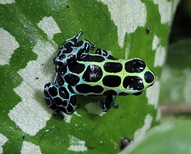 Nakweek Ranitomeya Variabilis Southern, Dieren en Toebehoren, Reptielen en Amfibieën, Amfibie, 0 tot 2 jaar