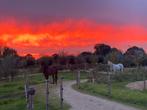 Gezocht - hulp voor stalwerkzaamheden, Dieren en Toebehoren, Stalling en Weidegang, 4 paarden of pony's of meer
