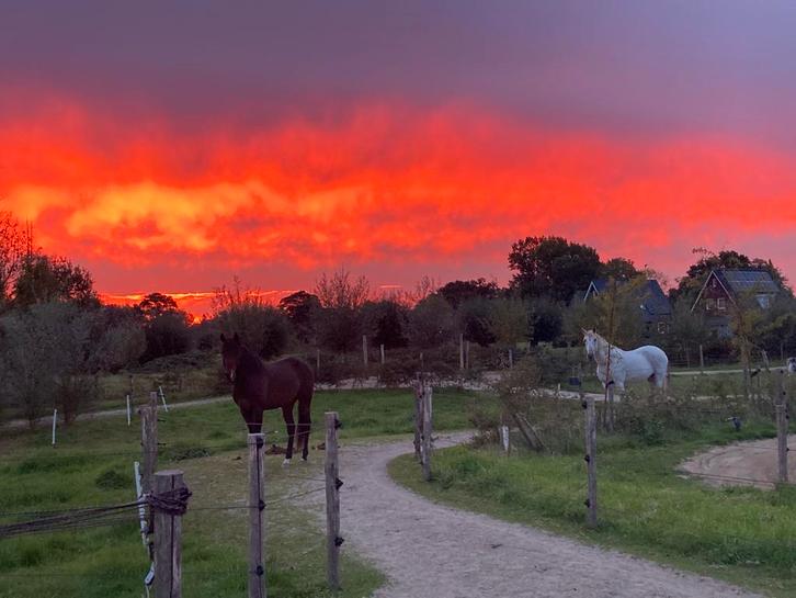 Gezocht - hulp voor stalwerkzaamheden, Dieren en Toebehoren, Stalling en Weidegang, 4 paarden of pony's of meer
