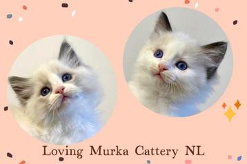 Ragdoll kittens | stamboom | geholpen | geteste ouders  beschikbaar voor biedingen