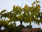 Leibomen dakbomen beuk, linde, plataan, amber, moerbei enz, Ophalen