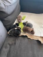Mooie konijntjes, Dieren en Toebehoren, Konijnen, Meerdere dieren, Middelgroot, 0 tot 2 jaar