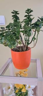 Mooie plant met gratis oranje potje, Huis en Inrichting, Kamerplanten, Ophalen of Verzenden, Halfschaduw, Minder dan 100 cm