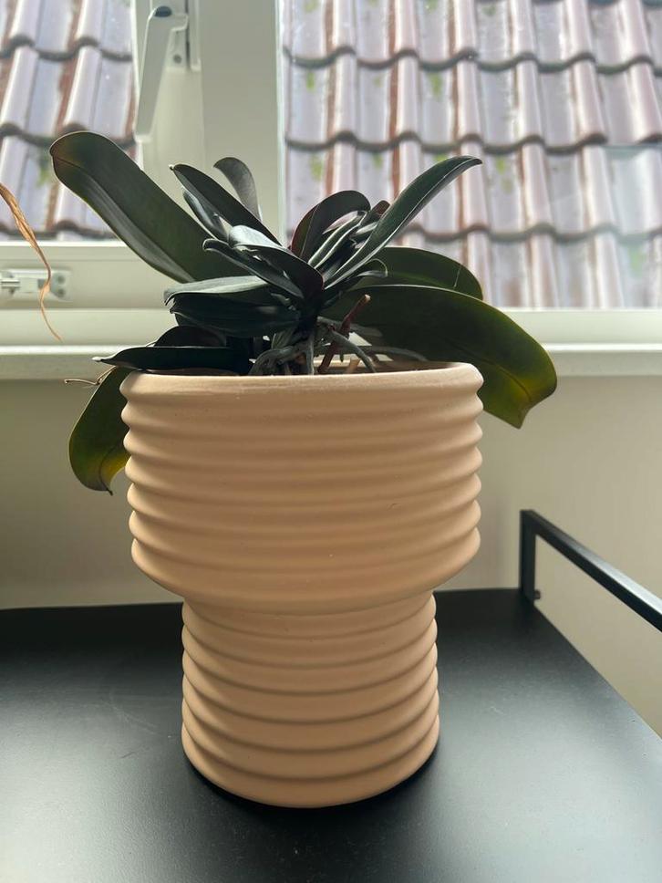 Orchidee in zalmkleurige pot, Tuin en Terras, Bloempotten, Gebruikt, Aardewerk, Binnen, Minder dan 40 cm, Minder dan 25 cm, Rond