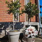 Yucca Gloriosa / Palmlelie, Tuin en Terras, Planten | Tuinplanten, Ophalen of Verzenden, Zomer, Overige soorten, Volle zon