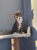 kittens (2 mnd) + mama poes (1 jaar) – gezond, Meerdere dieren, 0 tot 2 jaar