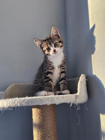 kittens (2 mnd) + mama poes (1 jaar) – gezond  beschikbaar voor biedingen