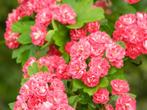 Crataegus media 'Paul's Scarlet' Rode meidoorn rijkbloeiend, Verzenden, Lente, Overige soorten, Volle zon