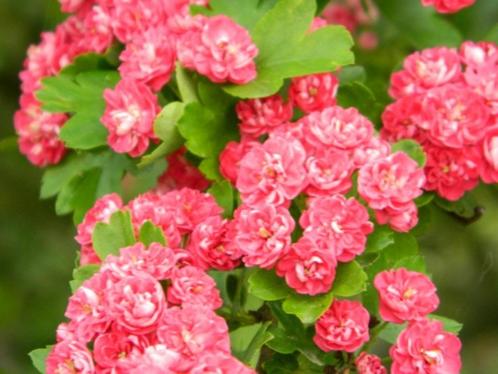 Crataegus media 'Paul's Scarlet' Rode meidoorn rijkbloeiend, Tuin en Terras, Planten | Tuinplanten, Overige soorten, Volle zon