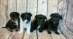 Jack Russel puppy's, Jack Russell Terriër, 8 tot 15 weken, Meerdere, Meerdere dieren
