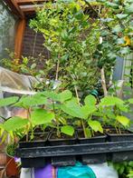 Anna Paulowna plantjes (boompjes), Tuin en Terras, Planten | Tuinplanten, Volle zon, Vaste plant, Lente, Ophalen