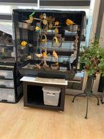 Kanaries, Dieren en Toebehoren, Vogels | Hokken en Kooien, Ophalen of Verzenden, Zo goed als nieuw, Hout, Vogelkooi