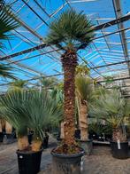 Chamaerops humilis palmboom XXL - Europese dwergpalm, Vaste plant, Ophalen of Verzenden