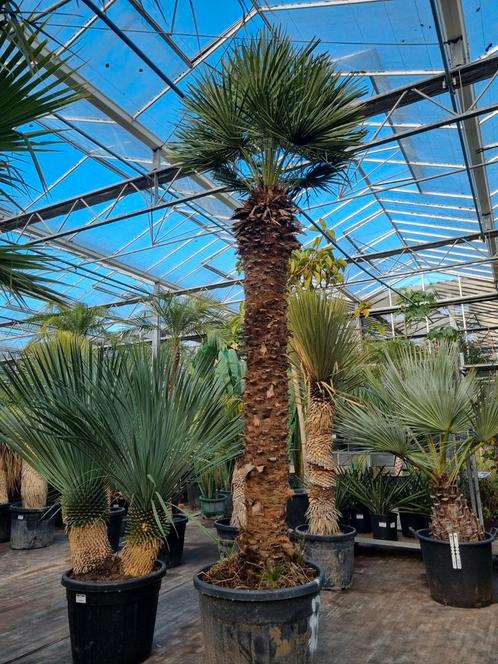 Chamaerops humilis palmboom XXL - Europese dwergpalm, Tuin en Terras, Planten | Tuinplanten, Vaste plant, Ophalen of Verzenden