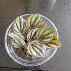 Peperomia albov. 'Piccolo banda' in 6cm pot, Huis en Inrichting, Kamerplanten, Ophalen of Verzenden, Halfschaduw, Minder dan 100 cm