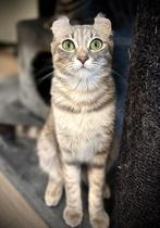 American Curl | poezen | geweldig karakter | stamboom |, Dieren en Toebehoren, Katten en Kittens | Overige Katten, Poes