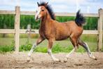 Super gaaf en lief welsh a merrieveulen, Merrie, Gechipt, 0 tot 2 jaar