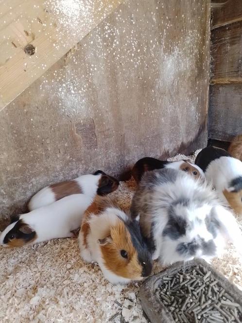Prachtige jonge cavia’s, Dieren en Toebehoren, Knaagdieren, Meerdere dieren, Cavia, Na 1 juli 2024, Tam