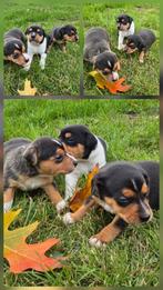 Prachtige driekleurige boerenfox pups! Nog 3 reutjes💙..., Overige rassen, 8 tot 15 weken, Meerdere, Meerdere dieren