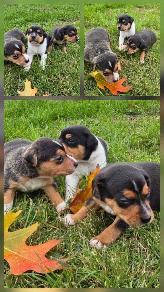 Prachtige driekleurige boerenfox pups! Nog 2 reutjes💙..., Dieren en Toebehoren, Honden | Jack Russells en Terriërs, Meerdere dieren