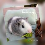 Prachtig jong cavia beertje - Livay - adoptie, Dieren en Toebehoren, Knaagdieren, Mannelijk, Cavia, Na 1 juli 2024, Tam