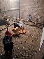 Brahma groot kippen te koop, Dieren en Toebehoren, Meerdere dieren, Kip