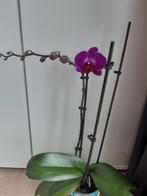 Orchidee Phalaenopsis prachtige paarse kleur, Ophalen of Verzenden, Minder dan 100 cm