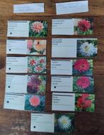 Dahlia knollen, Tuin en Terras, Bloembollen en Zaden, Ophalen of Verzenden, Volle zon, Knol