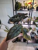 Alocasia chantrieri variegata uit corm gegroeit, Huis en Inrichting, Kamerplanten, Ophalen of Verzenden, Halfschaduw, Minder dan 100 cm