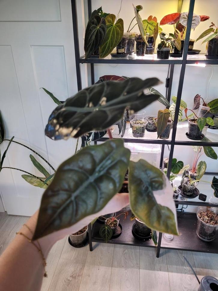 Alocasia chantrieri variegata uit corm gegroeit, Huis en Inrichting, Kamerplanten, Minder dan 100 cm, Halfschaduw, Ophalen of Verzenden