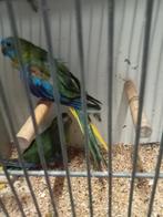 Mooi koppel turqusiene, Meerdere dieren, Parkiet