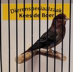 Bastaard Mexicaanse roodmus goede zanger, Mannelijk, Geringd