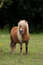 2 lieve Shetlanders knuffelpony's, Merrie, Recreatiepaard