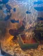 Black molly te koop, Dieren en Toebehoren, Vissen | Aquariumvissen, Vis