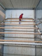 Rode pennant  man, Mannelijk, Parkiet