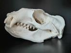 Schedel zeeleeuw, Ophalen, Nieuw, Wild dier, Schedel