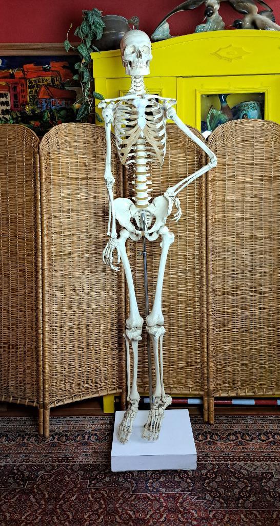 Oud anatomisch skelet van middelbare school, Antiek en Kunst, Antiek | Overige Antiek, Ophalen