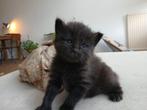 Super leuke chocolate kittens geboren ragdoll mix, Dieren en Toebehoren, Katten en Kittens | Raskatten | Langhaar, Poes, Gechipt