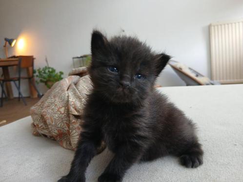 Super leuke chocolate kittens geboren ragdoll mix, Dieren en Toebehoren, Katten en Kittens | Raskatten | Langhaar, Poes, 0 tot 2 jaar
