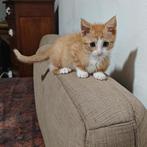kitten (poesje), Dieren en Toebehoren, Katten en Kittens | Overige Katten, Poes, Kortharig, 0 tot 2 jaar