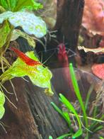 Neocaridina Red Sakura shrimp/ garnaal, Dieren en Toebehoren, Kreeft, Krab of Garnaal