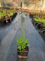 Veronica gentianoides, Vaste plant, Lente, Overige soorten, Ophalen