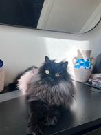 Perzische langhaar, Dieren en Toebehoren, Katten en Kittens | Raskatten | Langhaar, Poes