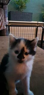 Kittens te koop, Dieren en Toebehoren, Katten en Kittens | Dekkaters, 0 tot 2 jaar