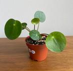 Pilea ‘Mojito’ stekjes (Beschikbaar: 6), Groene kamerplant, Ophalen, Overige soorten, Minder dan 100 cm