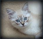 prachtige raszuivere ragdoll kittens: blue mink, lynx, sepia, Dieren en Toebehoren, Katten en Kittens | Raskatten | Langhaar, Meerdere dieren