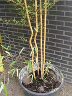 diverse grote of kleine bamboe in potten, Ophalen, Bloeit niet, Overige soorten, Halfschaduw