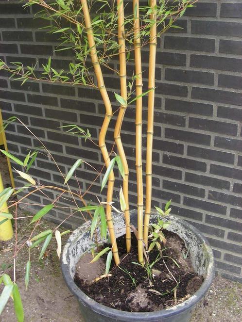 diverse grote of kleine bamboe in potten, Tuin en Terras, Planten | Tuinplanten, Overige soorten, Halfschaduw, Bloeit niet, Ophalen